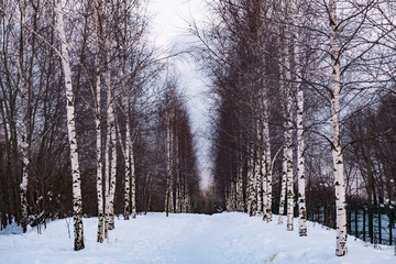 Rows of birches in the winter forest