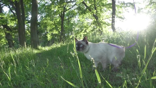 Young cat, kitten, Siam oriental group, Mekong bobtail walks in a grass on the street on a breast-band