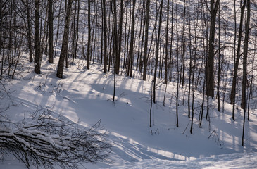 Fototapeta premium Trees in the winter forest in the snow