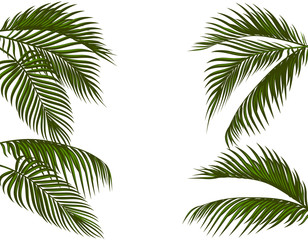 Naklejka premium Different in form tropical dark green palm leaves. Isolated on white background without a mesh and gradient. illustration