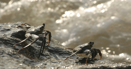 Crabs at the sea Unare Lagoon wetland Venezuela