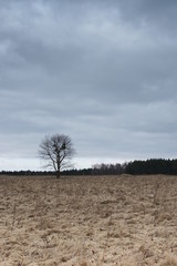 Wiosna