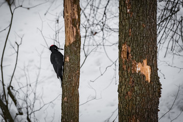 Forest woodpecker on a tree in a winter forest