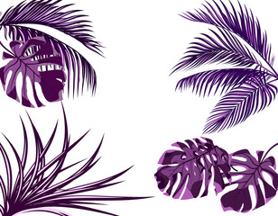 Ultra purple leaves of tropical palm trees. set. Monster, agave. Isolated on white background. illustration