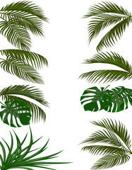 Set green leaves of tropical palm trees. Monstera, agave. Isolated on white background. illustration