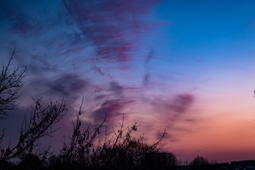 Red clouds at sunset through branches on a blue sky