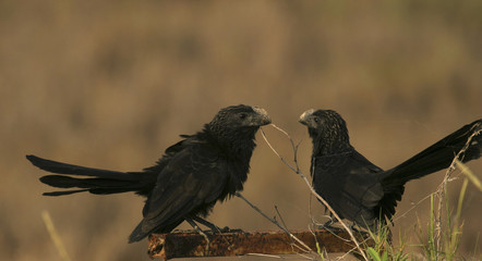 Smooth-billed Ani Crotophaga sulcirostris birds in wetland Unare lagoon, Venezuela spotted on global big day
