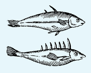 Two different sticklebacks in profile view (after a vintage woodcut, illustration, engraving from the 17th century)