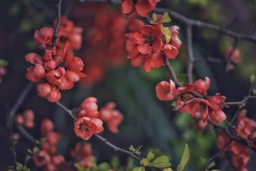 Blooming Japanese quince