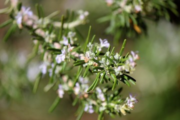 Rosemary Flower