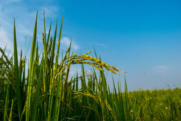 Obraz premium Rice in the rainy season.