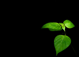 Grass and black background
