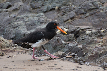 Pied Oyster Catcher New Zealand