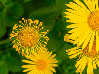 Doronicum-leopard's bane -flowers