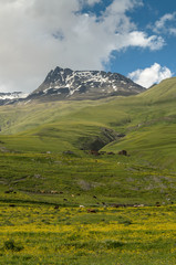 Pastoral photo of grazing cows at a highland meadow at Tusheti,  Georgia. A lot of green grass and yellow flowers on the foreground, ruins of medieval castle   and mountain on the background.