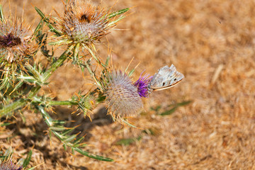 Thistle flower and a butterfly