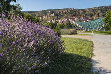 Fototapeta premium Park Rike in Tbilisi, Georgia. Flowering lavender on the foreground, modern bridge of glass and steel on the midground and ancient castle Narikala on the background. Famous georgian landmarks.