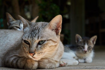 Cat family sleeps in the afternoon.