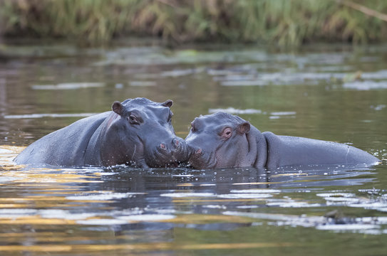 Hippopotamus on the surface , Kruger National Park , Africa