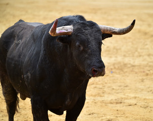 toro en españa