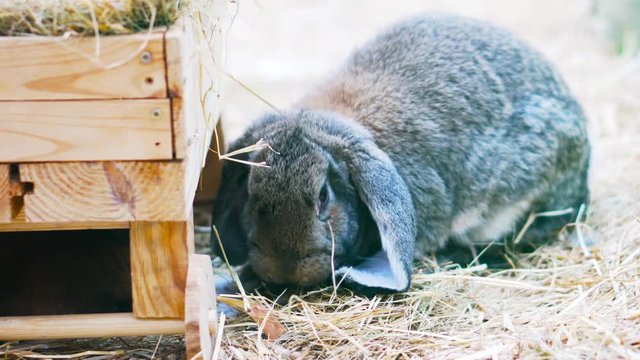 Easter bunnies play, eat and rest in the paddock.