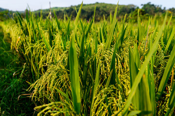 green rice field close up.