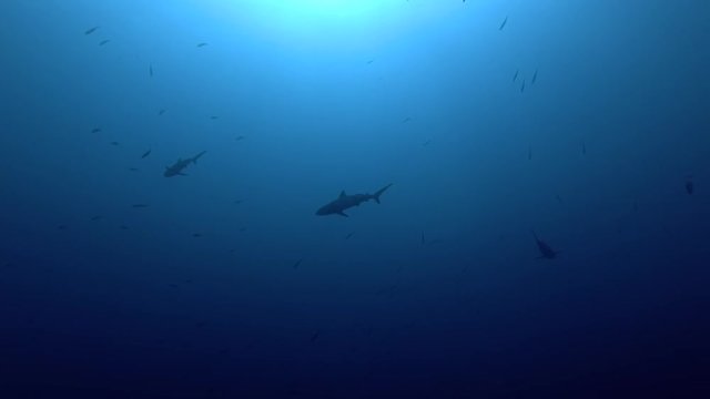 Group of Grey reef sharks swim in the blue ocean
