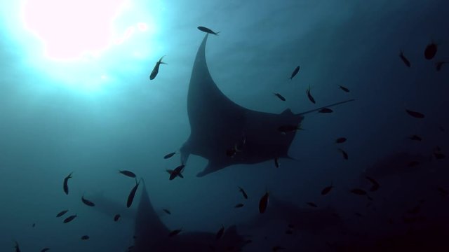 Group of Reef Manta Rays swims in blue water, Indian Ocean, Maldives
