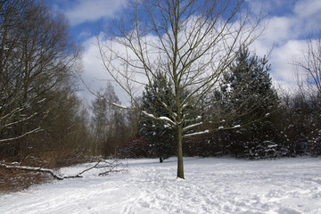 Zugeschneiter Weg in einem Park