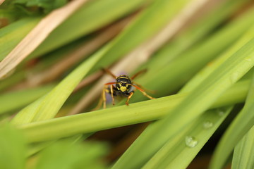 close up of a Wasp trying to climb a blade of grass
