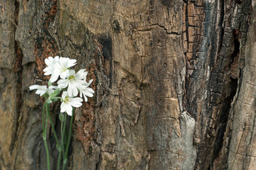 A bunch of white flowers on the background of an old dilapidated board - Powered by Adobe