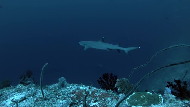 Whitetip reef shark swimming over coral reef in the deep blue 
