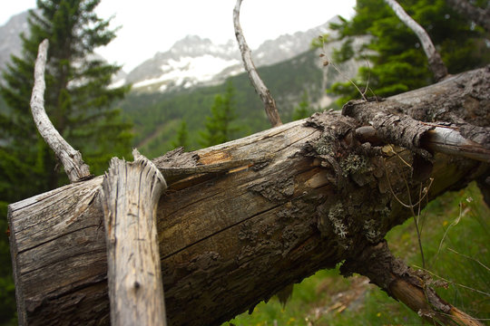Detail of old spruce trunk with mountains on background
