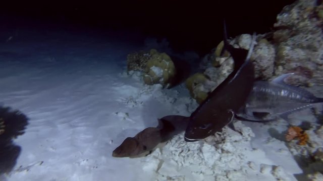 Two Bluefin trevally drive chase Giant moray out of shelter in the night
