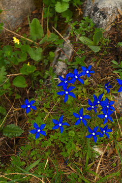 A cluster of gentian