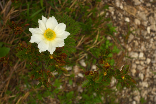 A blossom of windflower