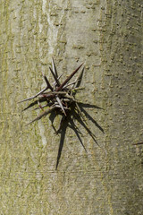 Thorns of Honey locust - Gleditsia aquatica, close-up