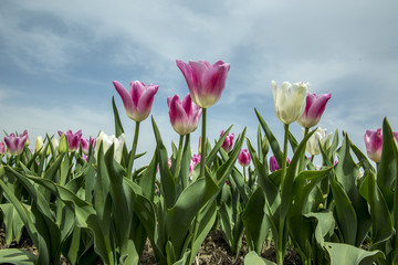 Tulip flower in Emirgan Park istanbul Turkey