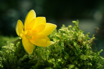 Fototapeta premium Wunderschöne Blüte eines gelben Krokus im Frühling auf Moos im Sonnenlicht