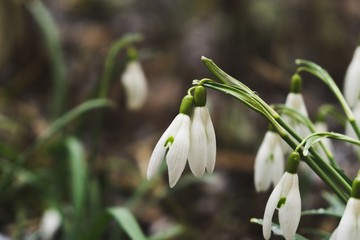 Spring flowering. Snowdrops in the park. Slovakia