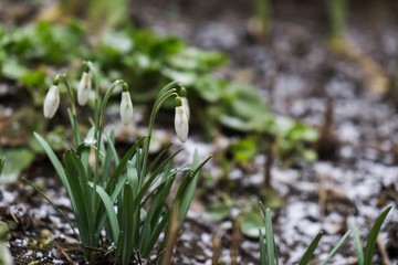 Spring flowering. Snowdrops in the park. Slovakia