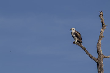 Osprey perched on tree. ready to hunt breakfast looks attentively down at the river with blue sky as background. also known as sea hawk or river hawk or fish hawk. beautiful bird of prey . 