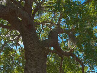 HDR Great oak against a blue partly cloudy sky