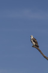 Osprey perched on tree. ready to hunt breakfast looks attentively down at the river with blue sky as background. also known as sea hawk or river hawk or fish hawk. beautiful bird of prey . 