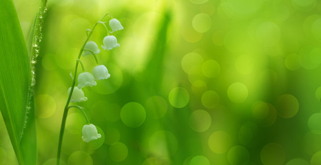 Lily of the valley (Convallaria majalis) among green grasses with blurr - 198241239