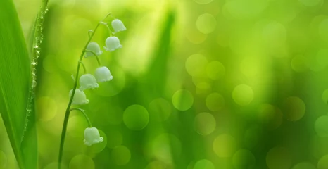 Papier Peint photo Muguet Lily of the valley (Convallaria majalis) among green grasses with blurr