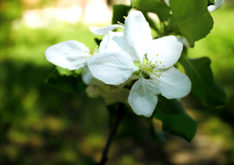 Obraz na płótnie Canvas Apple blossom. A beautiful apple blossom grows on a tree branch.
