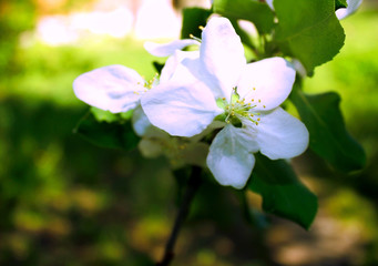 Apple blossom. A beautiful apple blossom grows on a tree branch.