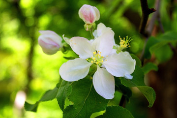 Apple blossom. A beautiful apple blossom grows on a tree branch.