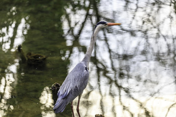 retraction of a white heron